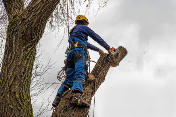 The Steps Involved in Our Tree Care Process in La Center, WA